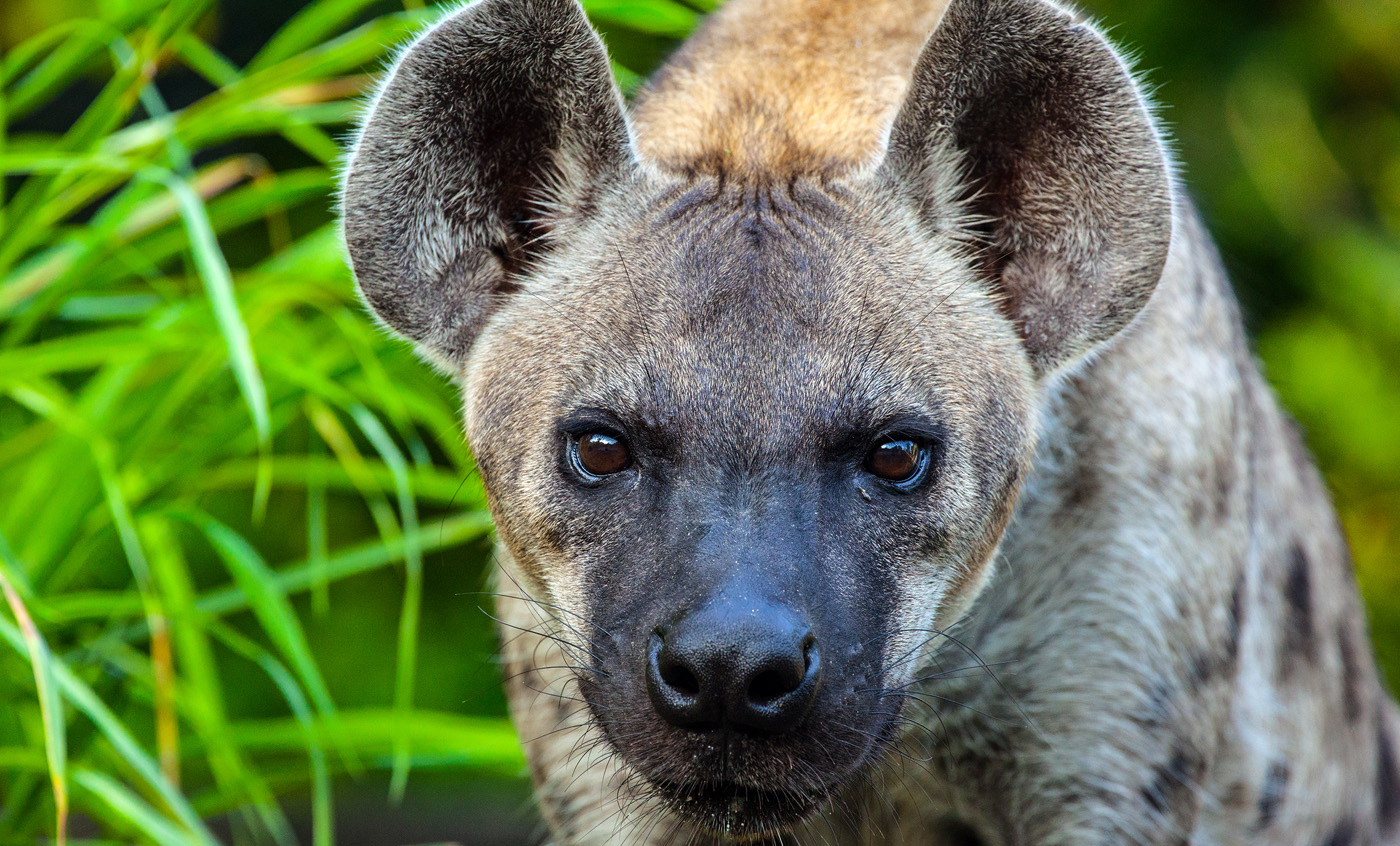 Animales | Zoo Barcelona